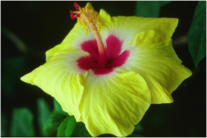 Hibiscus_6_02.jpg